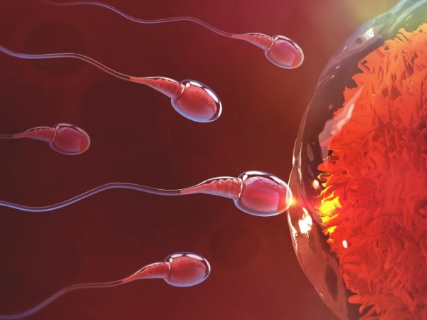 Drektigheten steg for steg: fra eggcelle til&nbsp;føll